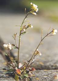Arabidopsis thaliana - Wikipedia