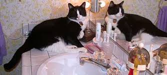 Image result for cats on a bathroom counter
