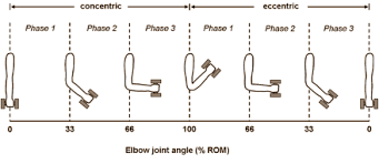 Image result for range of motion in preacher curl