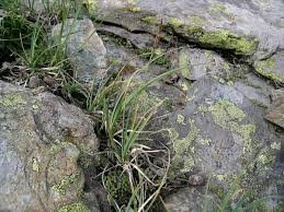 Carex fimbriata - Wikidata