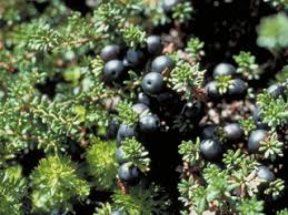 Empetrum nigrum (Black crowberry) | Native Plants of North America