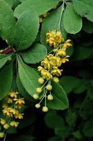 Berberis vulgaris - Michigan Flora