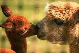 Image result for animals in love