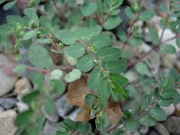 Euphorbia prostrata - Wikipedia