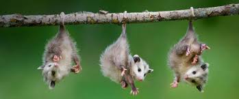 Image result for Opossums