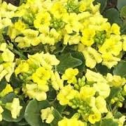 Barbarea rupicola 'Sunnyola' Cress Wild cress Care Plant Varieties ...