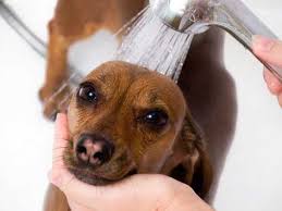 Image result for pets being bathed in wen shampoo