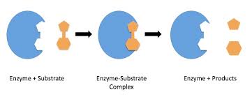 Image result for enzyme