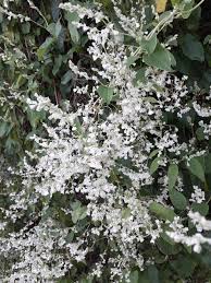 Fallopia aubertii (L.Henry) Holub, Chinese Fleecevine (World flora ...