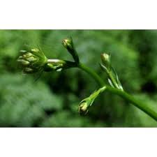 Genere Physospermum - Flora Italiana