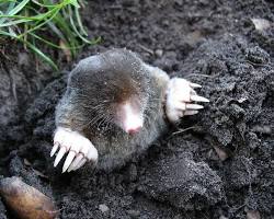 Image of moles