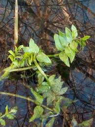 Apium nodiflorum (L.) Lag., European marshwort (World flora) - Pl ...