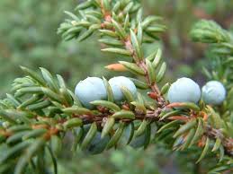 Juniperus communis Calflora