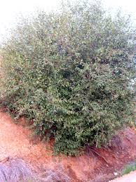 Salix pedicellata - Wikipedia