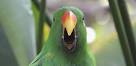 parrot 2 0 drone manuals online