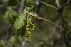 Factsheet for Getic-pre-Carpathic [Festuca drymeia] oak ... - EUNIS