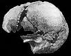 Image result for Modern Human Skull in Italy