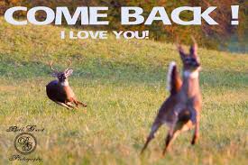Oh deer! on Pinterest | Deer, Love Memes and Whitetail Bucks via Relatably.com
