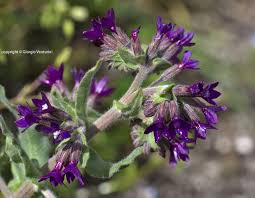 Anchusa hybrida Ten. - Un Fiore alla volta di Giorgio Venturini ...