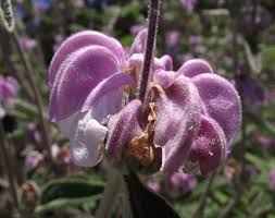 Phlomis purpurea - Wikidata