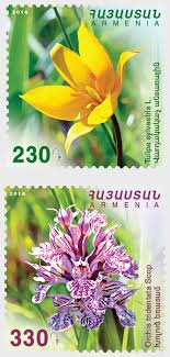 2016 Flora and Fauna of Armenia - Flowers - Tulipa Sylvestris L ...