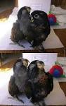 pictures of 2 parrots kissing girlfriend meme images