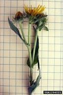 British yellowhead: Inula britannica (Asterales: Asteraceae): Invasive ...