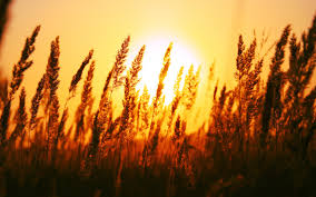 http://freewallsource.com/gorgeous-wheat-field-wallpaper-22883.html