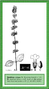 Buddlejaceae in Flora of Pakistan @ efloras.org