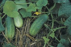cucumber plants ile ilgili görsel sonucu