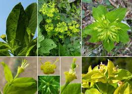 Euphorbia carniolica Jacq. - Sistema informativo sulla flora ...