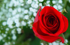 Resultado de imagen de rosas rojas fotos