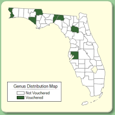 Buglossoides - Genus Page - ISB: Atlas of Florida Plants