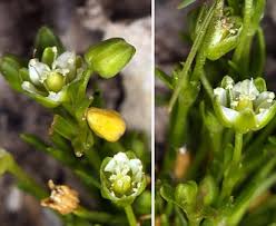 Sagina saginoides | alpine pearlwort