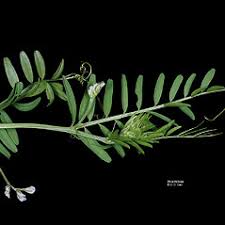 Vicia hirsuta (tiny vetch): Go Botany