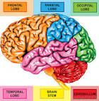 prefrontal lobe