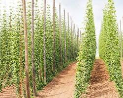 Image of Planting hops