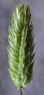 Phleum exaratum Hochst. ex Griseb. | Flora of Israel Online