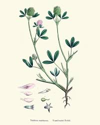 Natural History Flora Trifolium Maritimum Stock Illustration ...