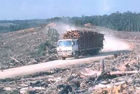 Resultado de imagem para Amazônia desmatada