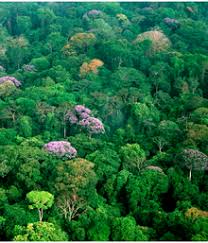 Resultado de imagen para bioma selva tropical de venezuela