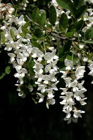 Robinia pseudoacacia - Michigan Flora