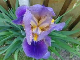 Iris × germanica - Wikipedia
