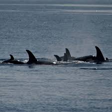 Image result for Granny orca whale picture