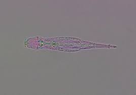 Bacterial Enzyme Keeps Rotifers' Transposable Elements in Check ...
