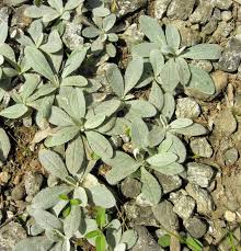 Hieracium pilosella L. subsp. tricholepium Nägeli & Peter - Pictures ...