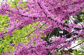 Resultado de imagen de arbre de l'amor