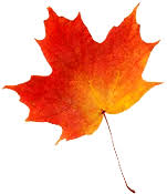 Image result for image of a maple leaf