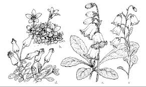 Campanula cenisia - Alpine Garden Society