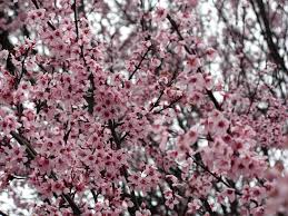 Αποτέλεσμα εικόνας για prune tree flower